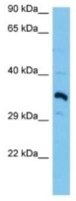 OR1M1 Rabbit anti-Mouse, Polyclonal, Novus Biologicals:Antibodies:Primary